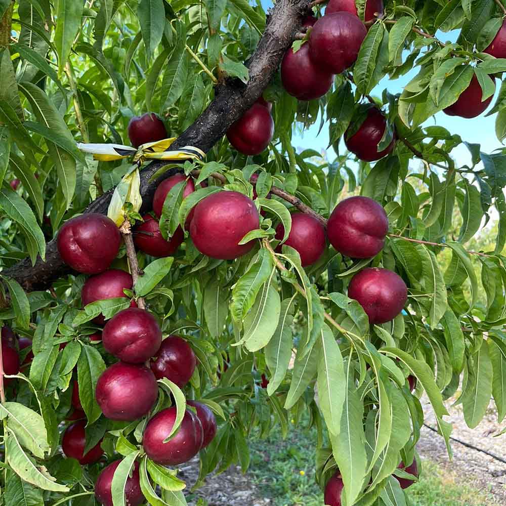 nectarina-blanca-vahine-01