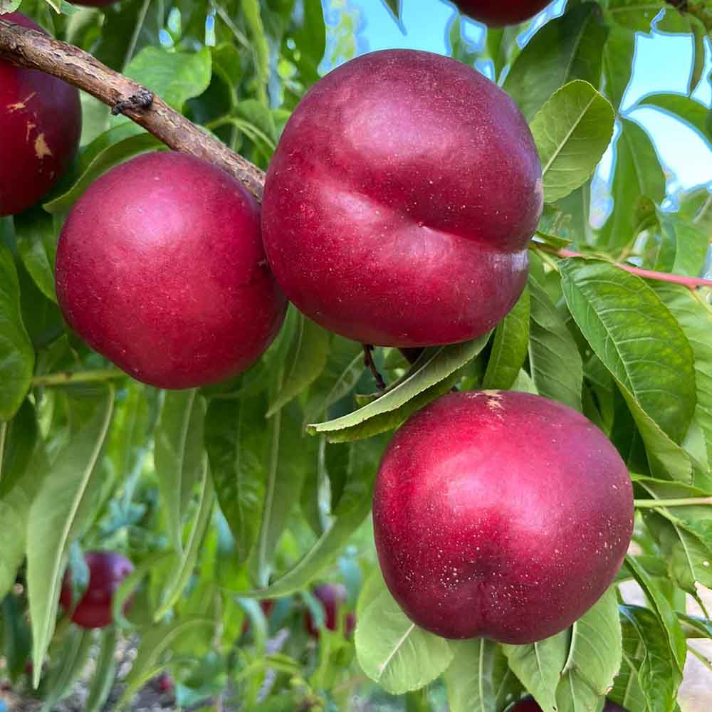 nectarina-blanca-vahine-02