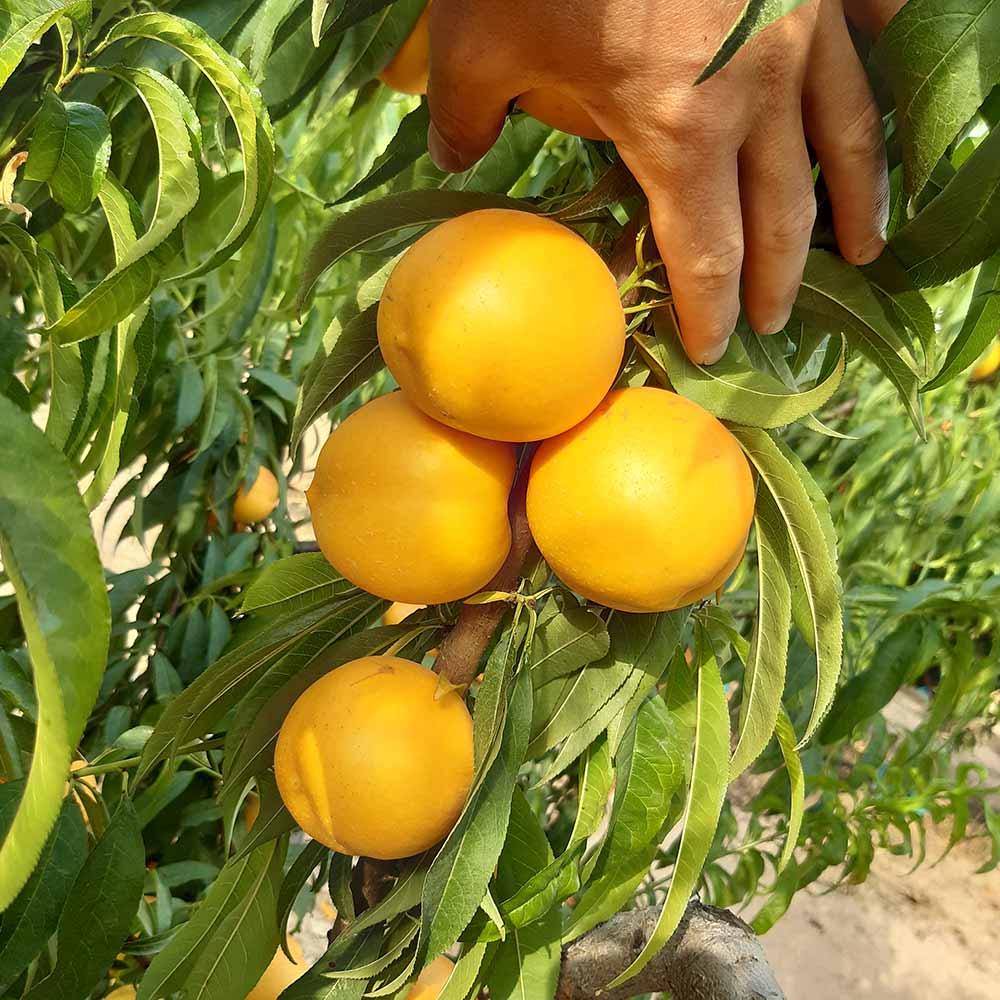 nectarina-nectagold-5889-120-02