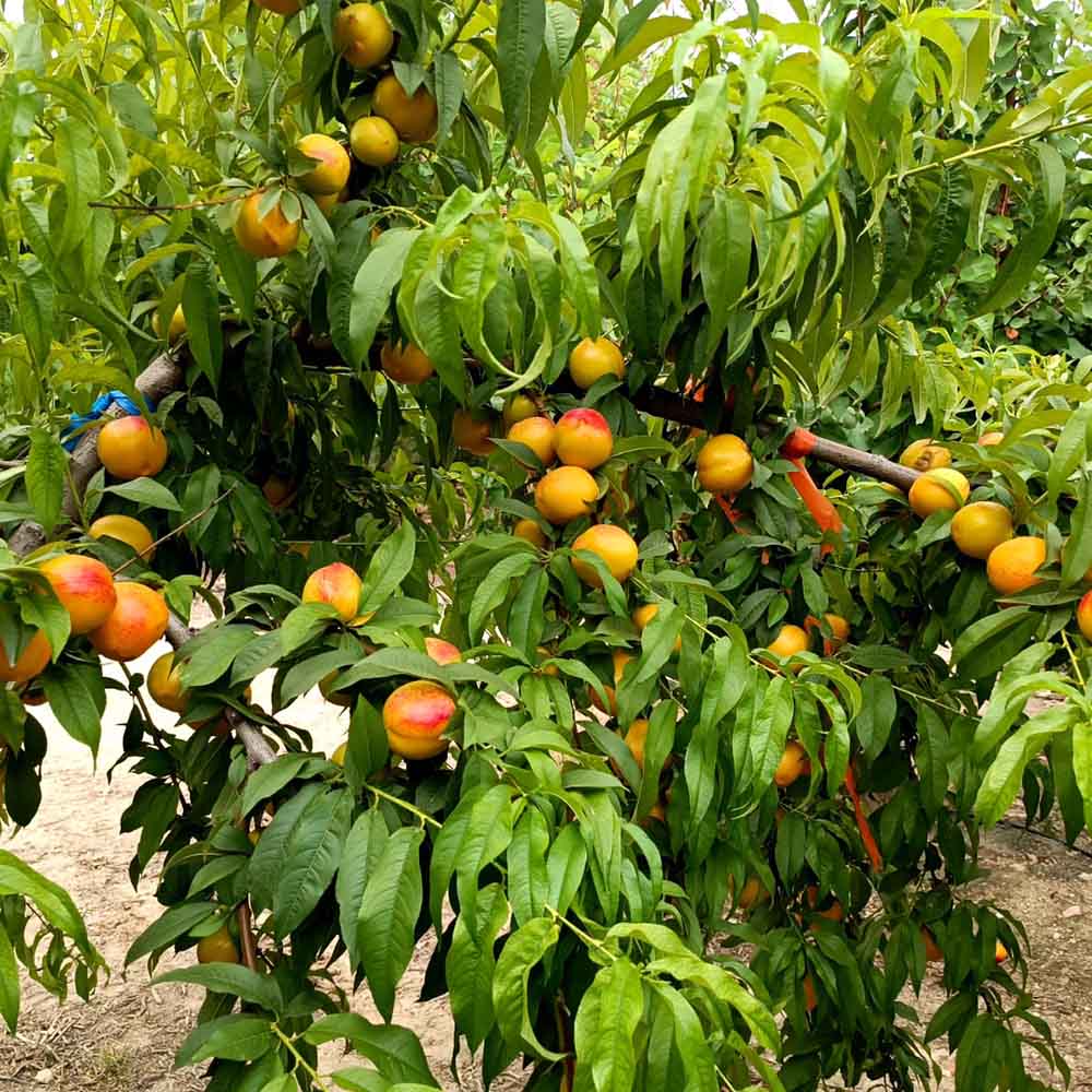 nectarina-nectagold-bn1002-26-01