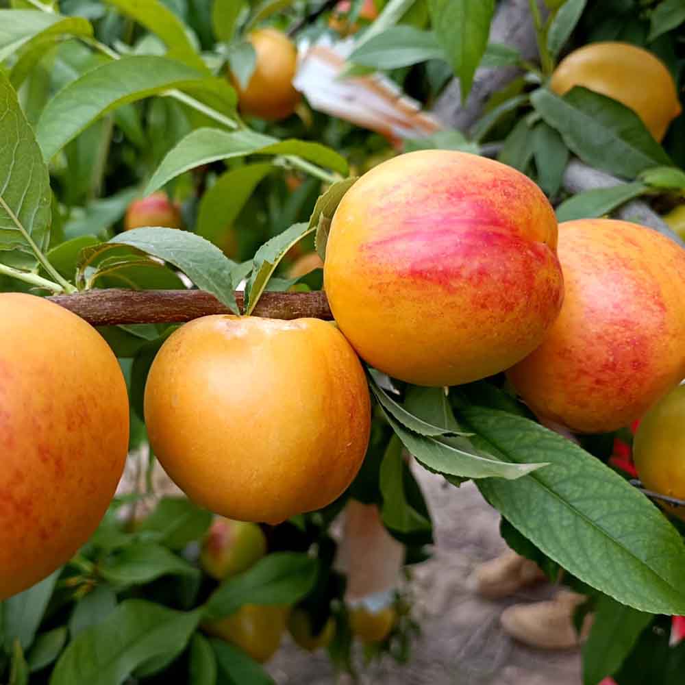 nectarina-nectagold-bn1002-26-02