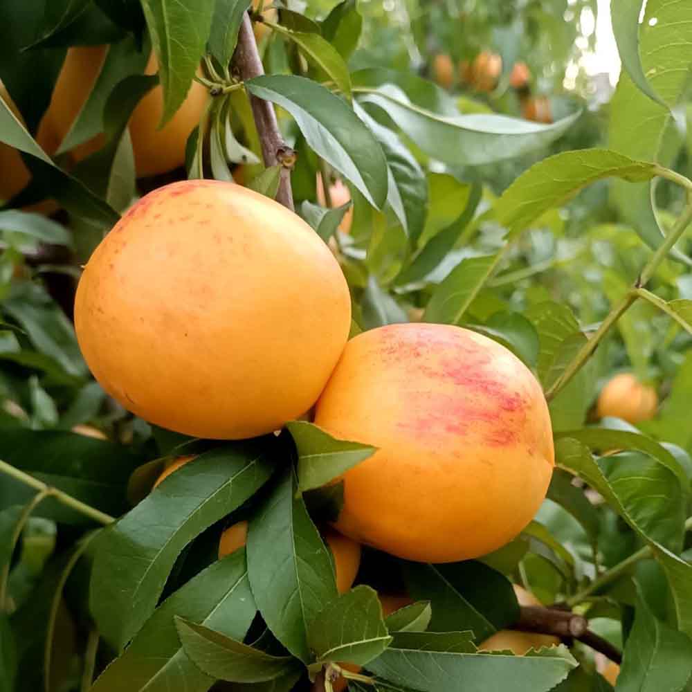 nectarina-nectagold-bn1002-7-01