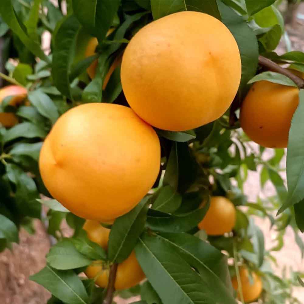 nectarina-nectagold-bn1002-7-02