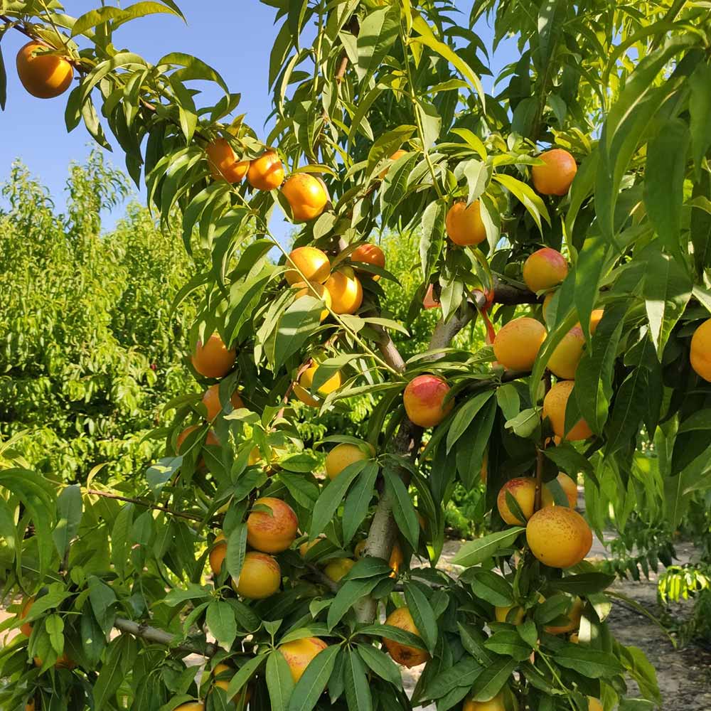 nectarina-nectagold-bn1003-5-01