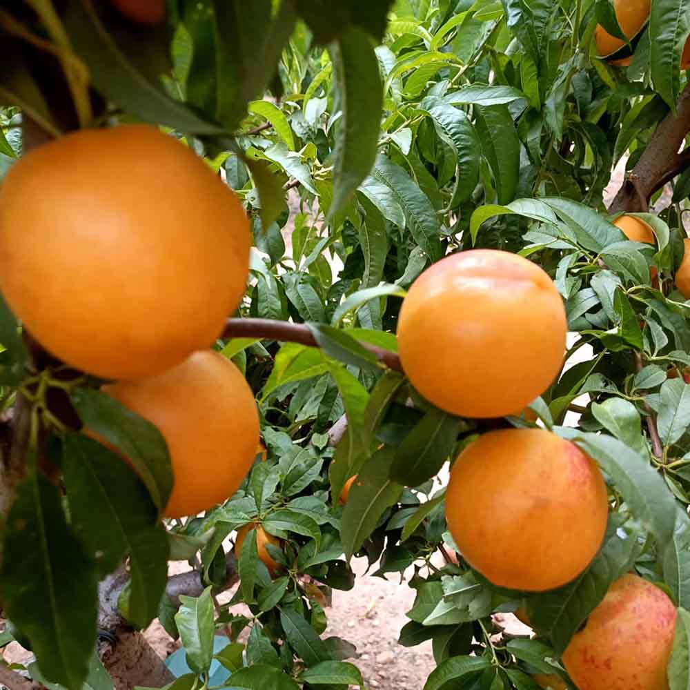 nectarina-nectagold-bn1004-1-01