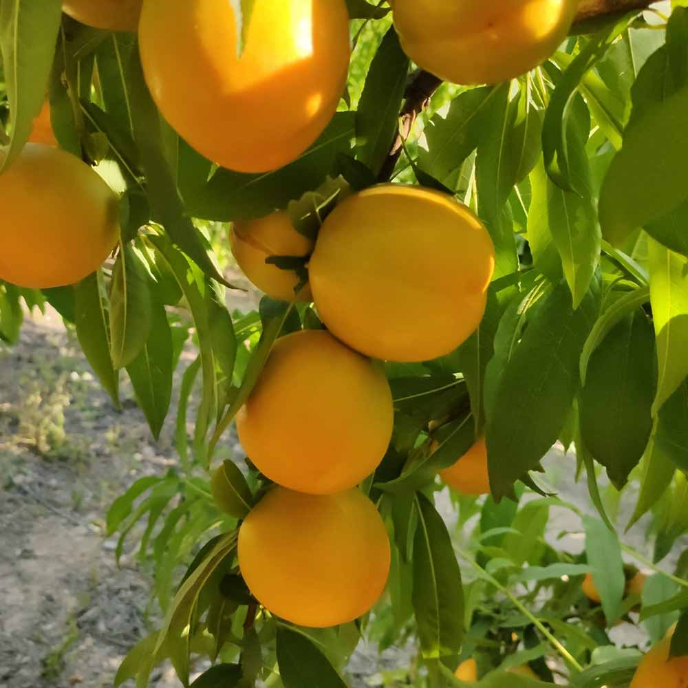 nectarina-nectagold-goldyga-01