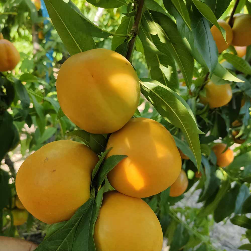 nectarina-nectagold-goldyga-02