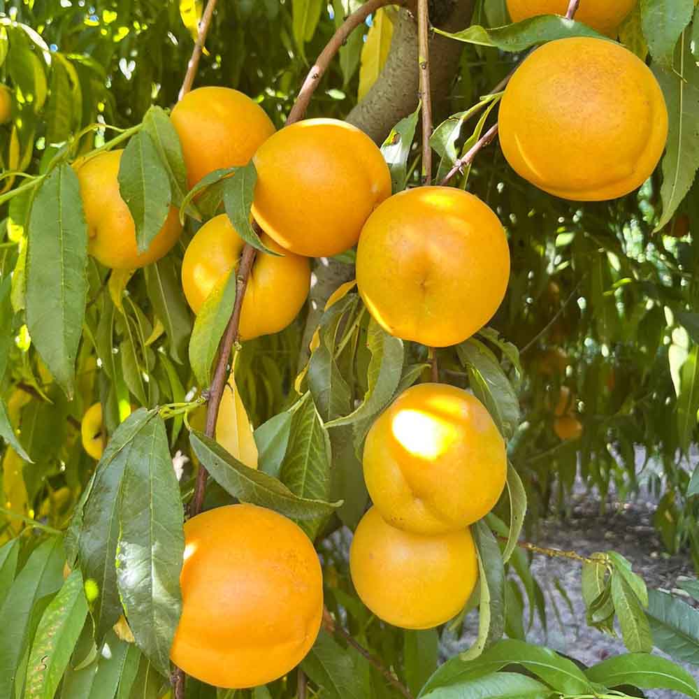 nectarina-nectagold-sol-de-oro-01