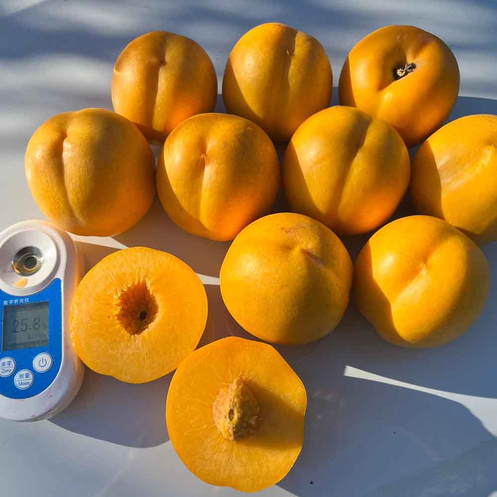 nectarina-nectagold-sol-de-oro-02