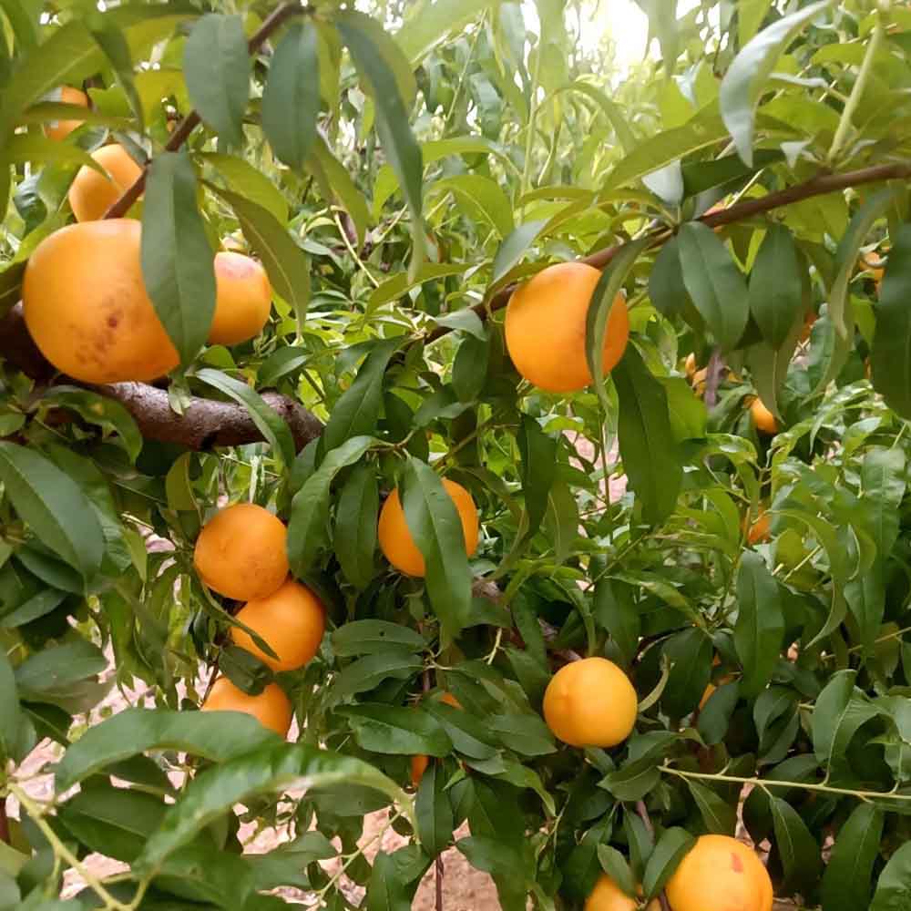 nectarina-nectagold-tn379-6-01