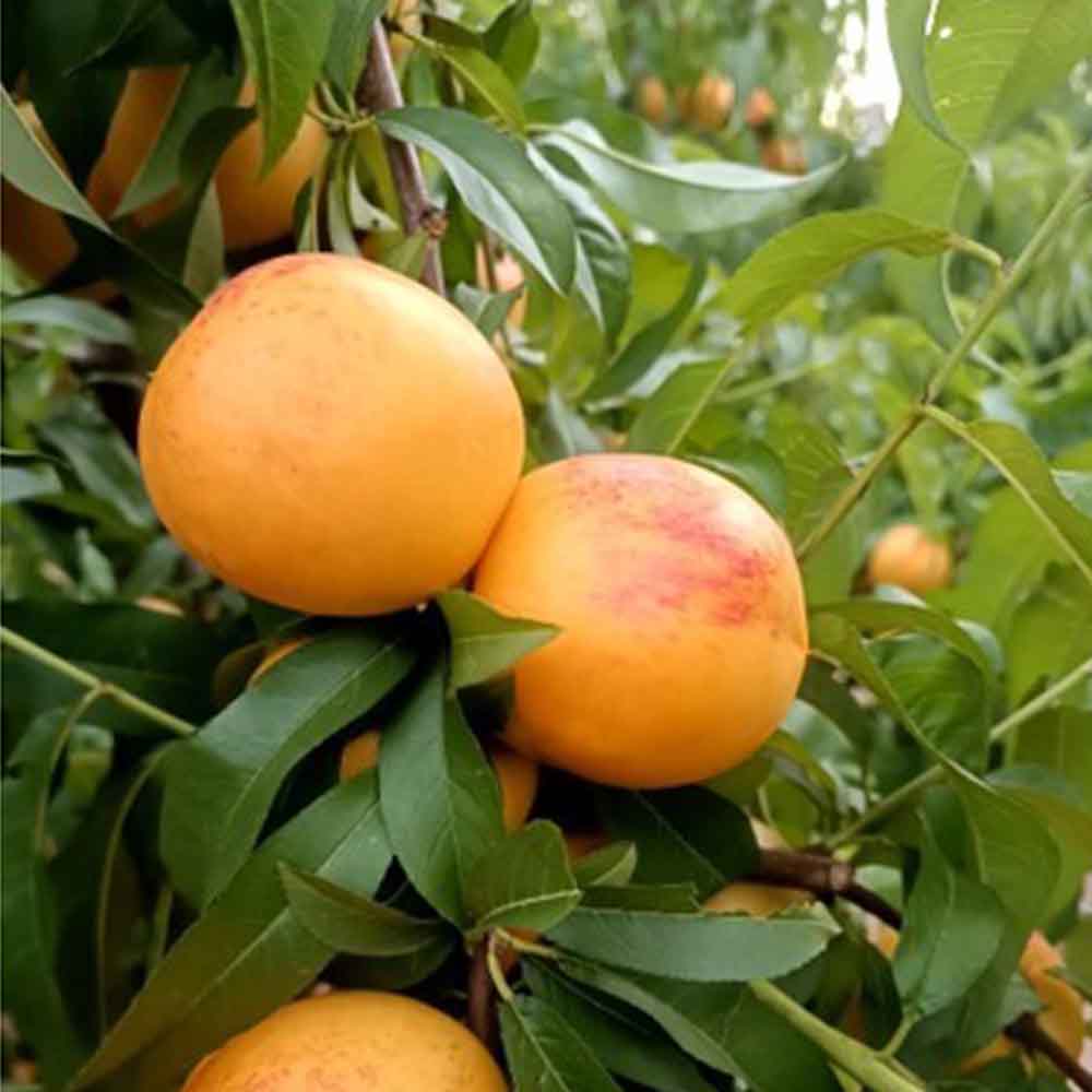 nectarina-nectagold-tn379-6-02