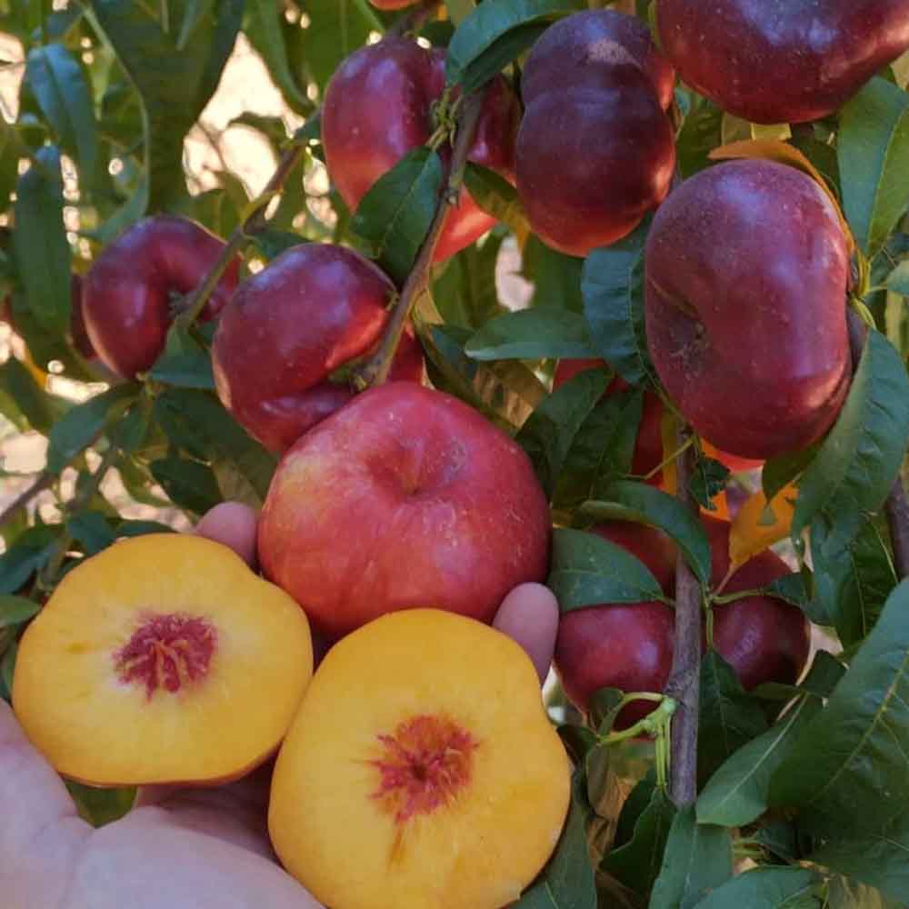 nectarina-plana-amarilla-anakin-01