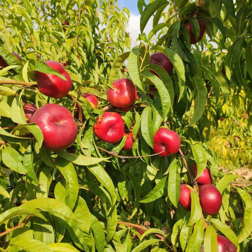 nectarina-plana-amarilla-anakin-02