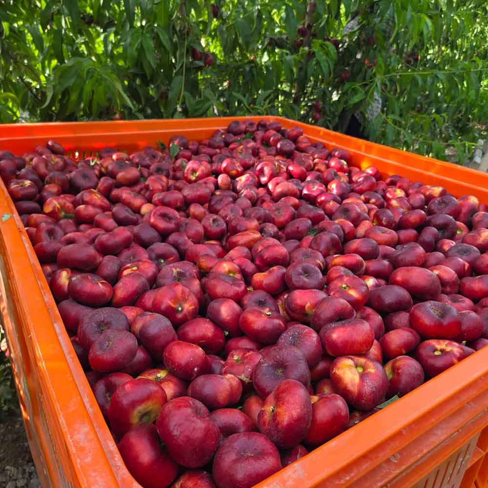 nectarina-plana-amarilla-honolulu-01