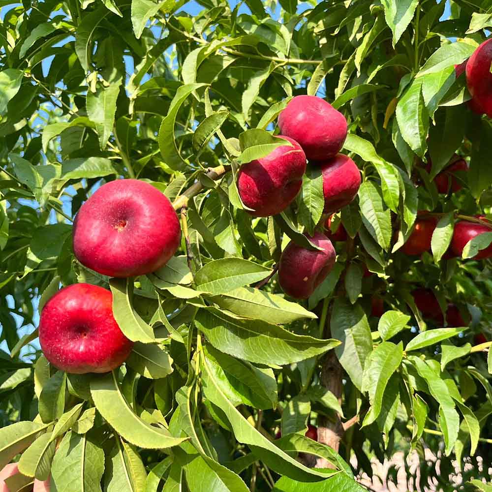 nectarina-plana-amarilla-honolulu-02