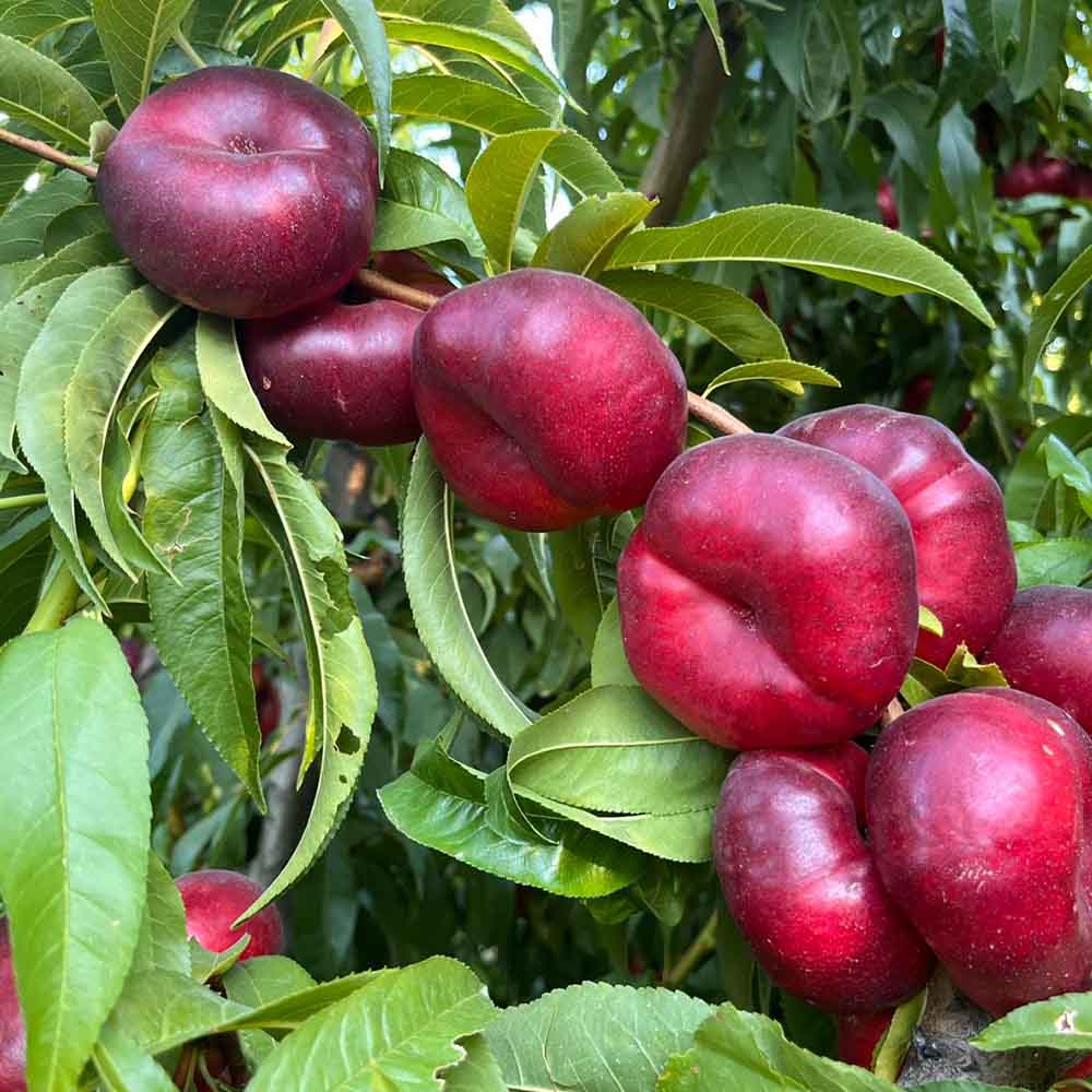 nectarina-plana-amarilla-ysatis-01