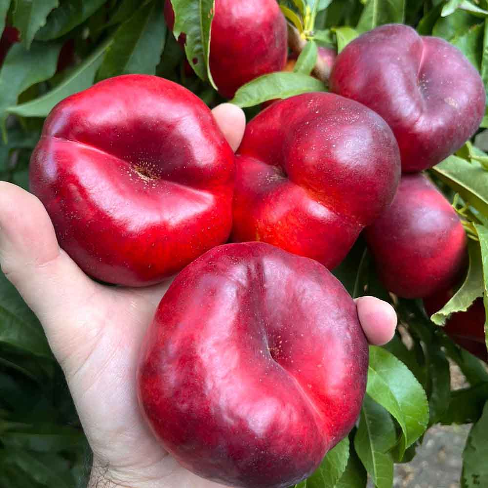 nectarina-plana-amarilla-ysatis-02