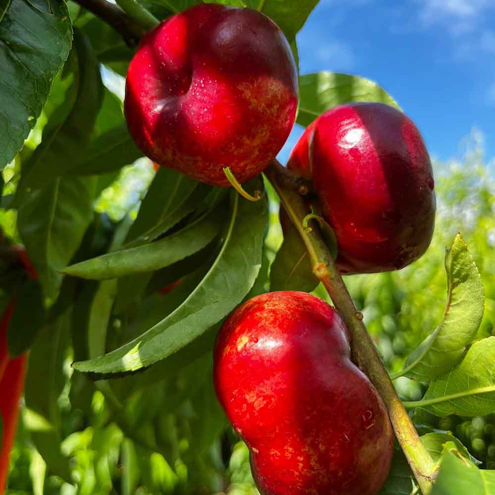 nectarina-plana-blanca-alfa-santora-01