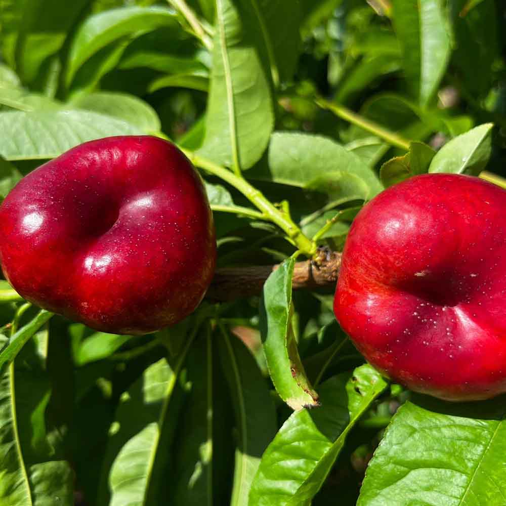 nectarina-plana-blanca-alfa-santora-02