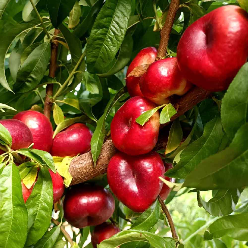 nectarina-plana-blanca-bachata-01