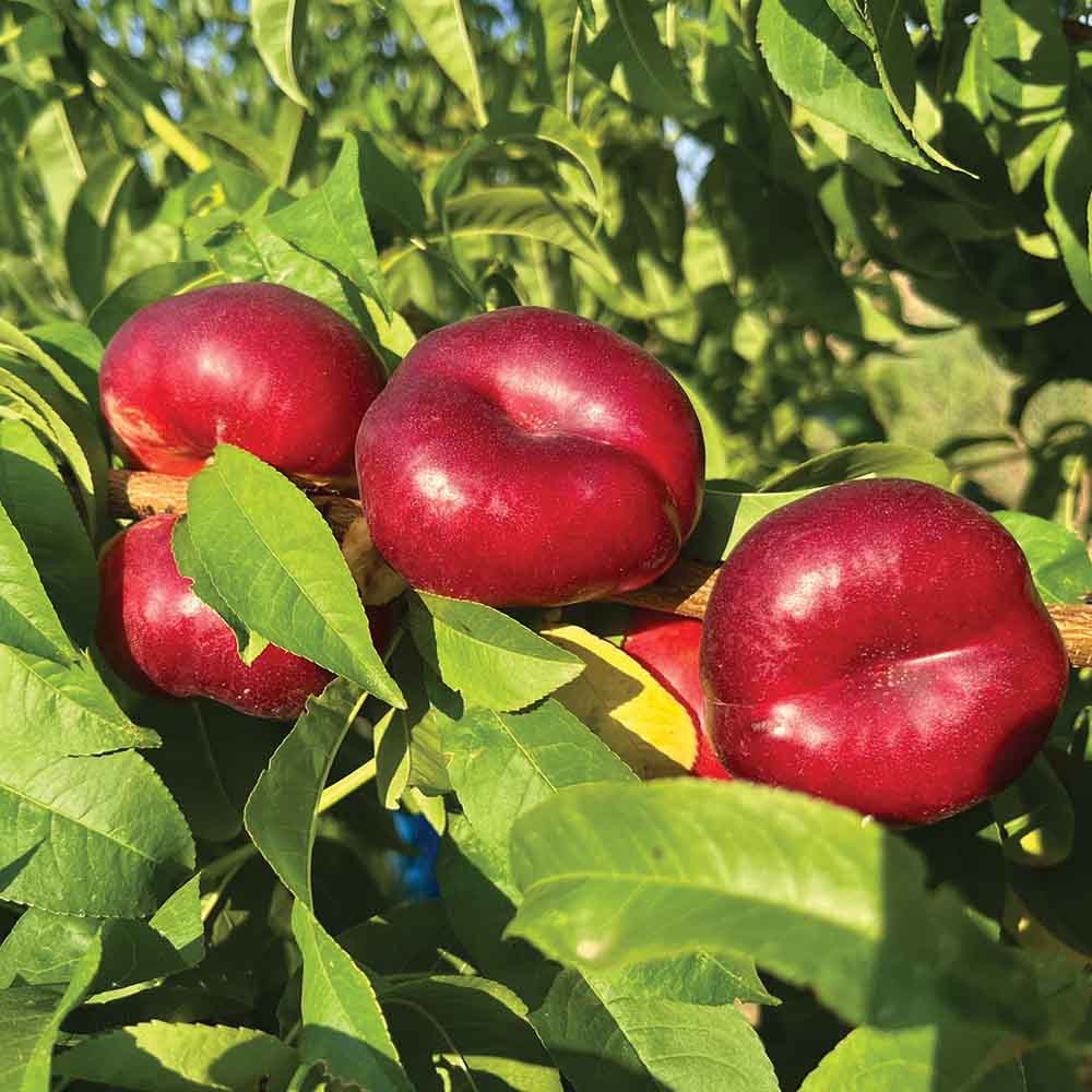 nectarina-plana-blanca-bachata-02