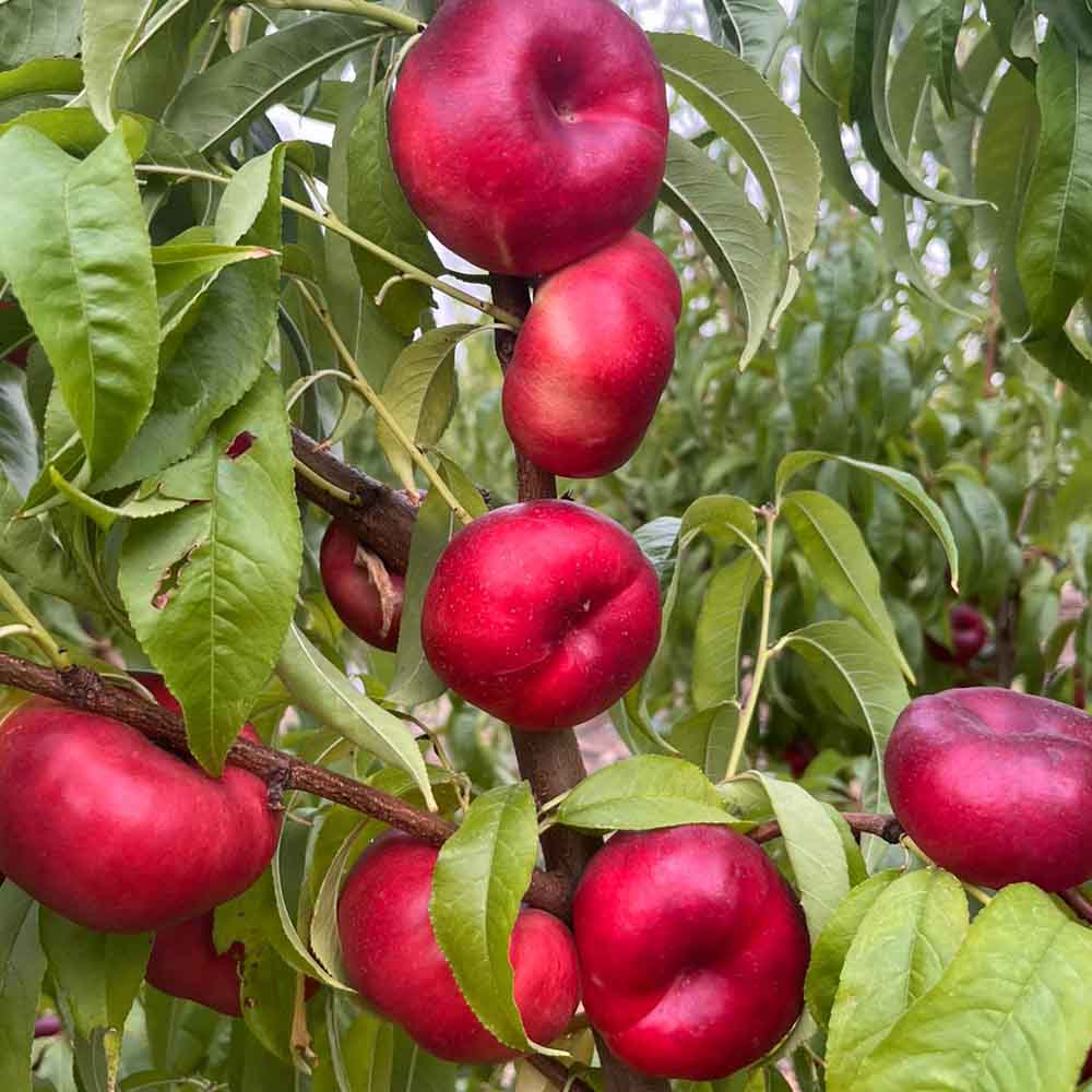 nectarina-plana-blanca-canoppe-01