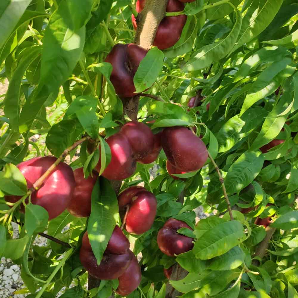nectarina-plana-blanca-diosa-01