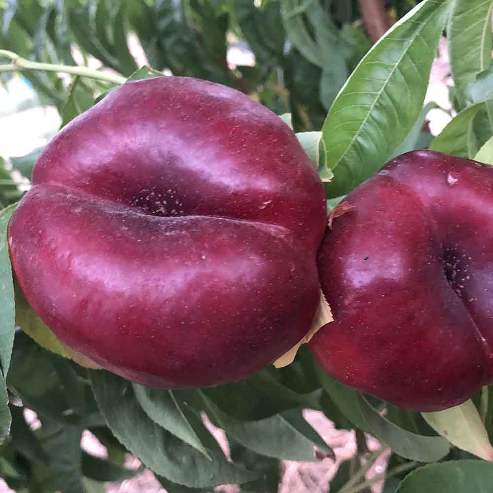 nectarina-plana-blanca-diosa-02