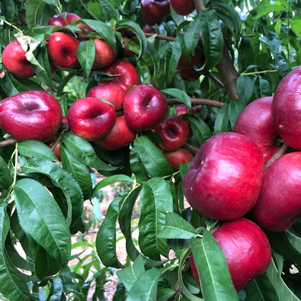 nectarina-plana-blanca-dooly-01