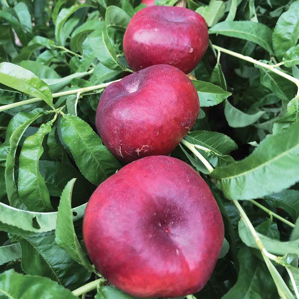nectarina-plana-blanca-dooly-02