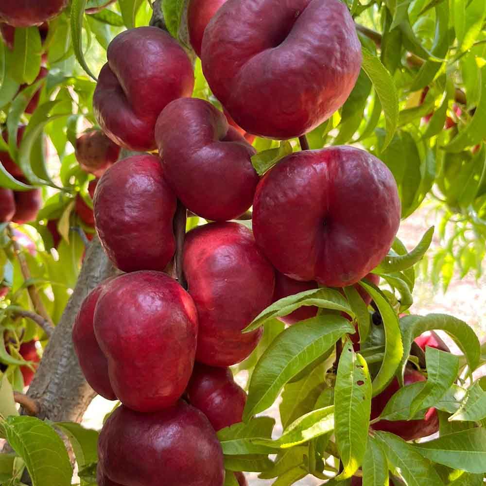 nectarina-plana-blanca-ep001-3-01
