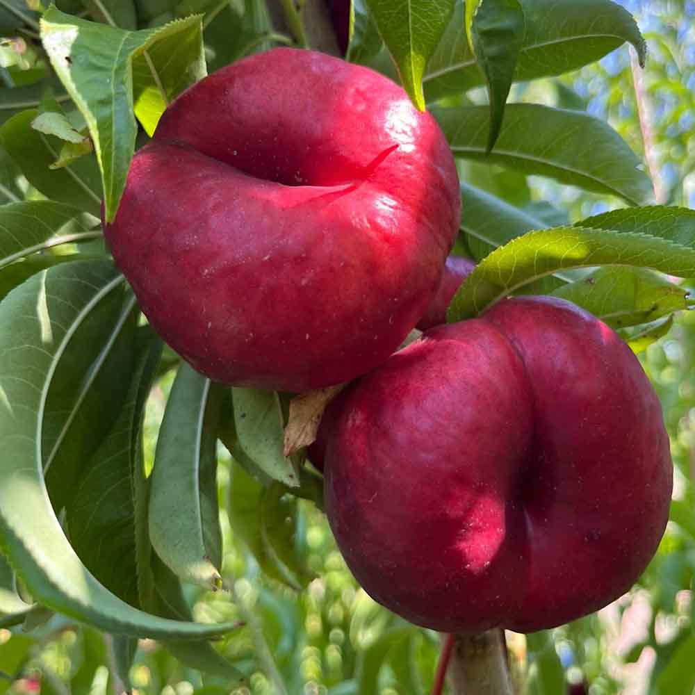 nectarina-plana-blanca-ep001-3-02