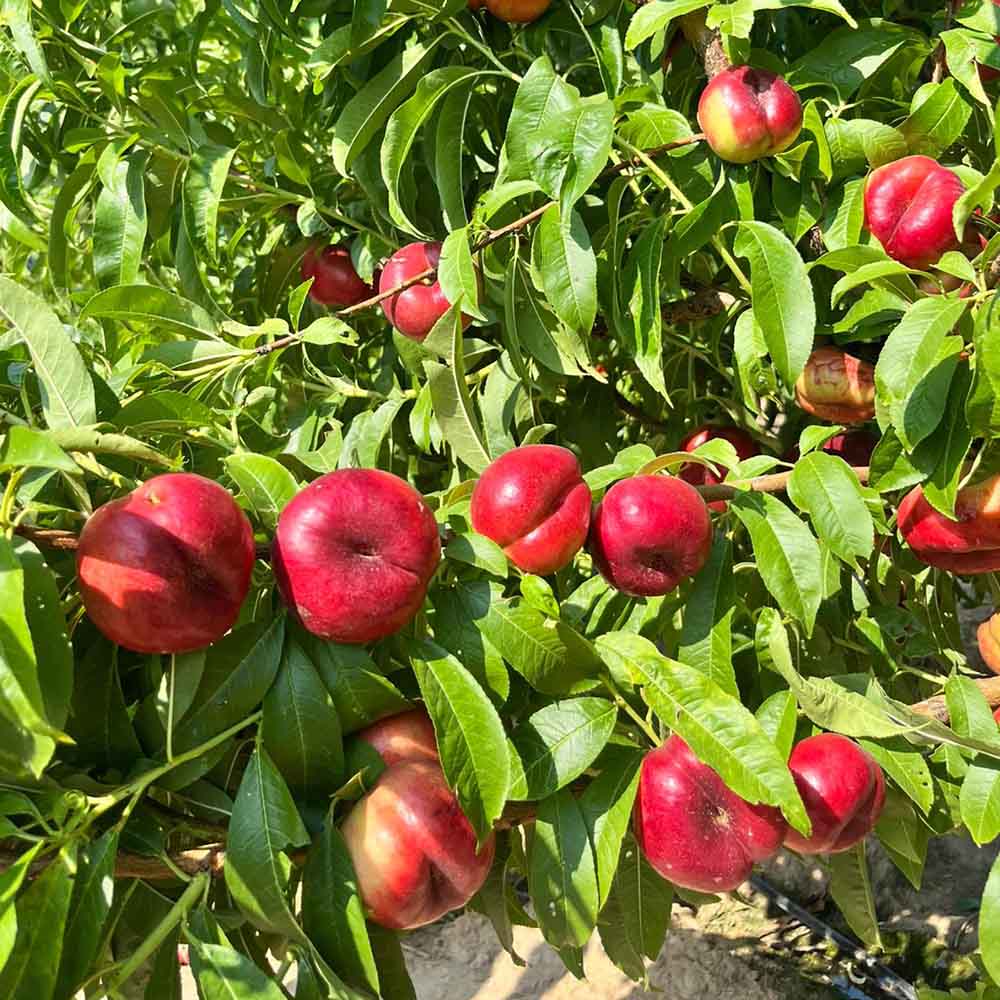 nectarina-plana-blanca-ep001-9-01
