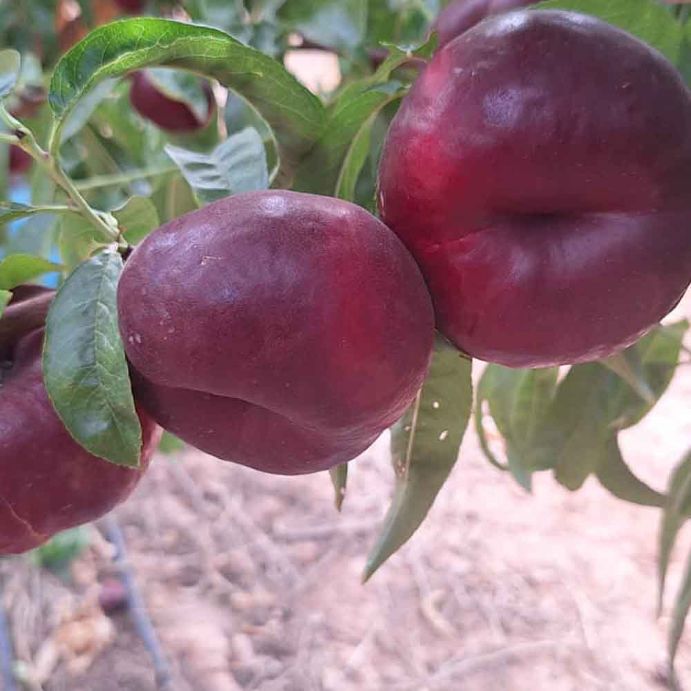 nectarina-plana-blanca-ep013-9-01