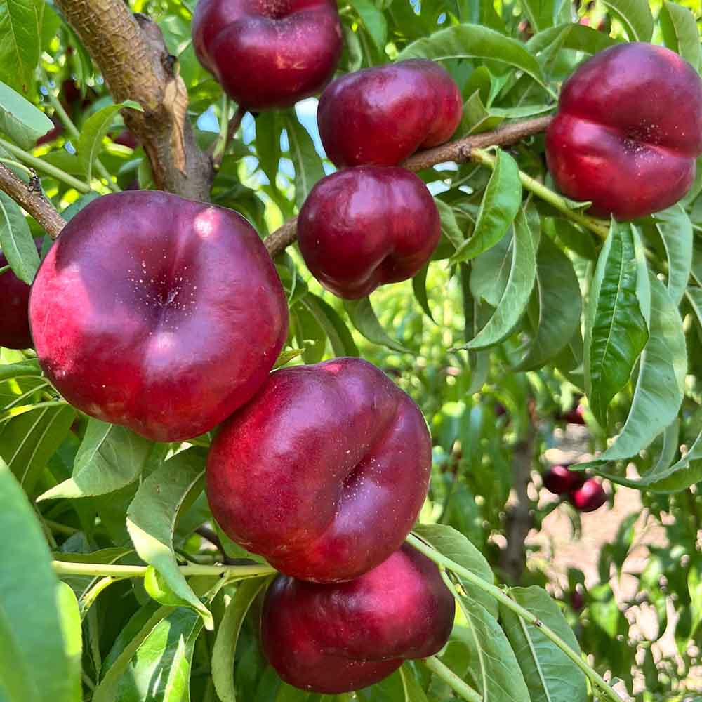 nectarina-plana-blanca-ep02-33-01