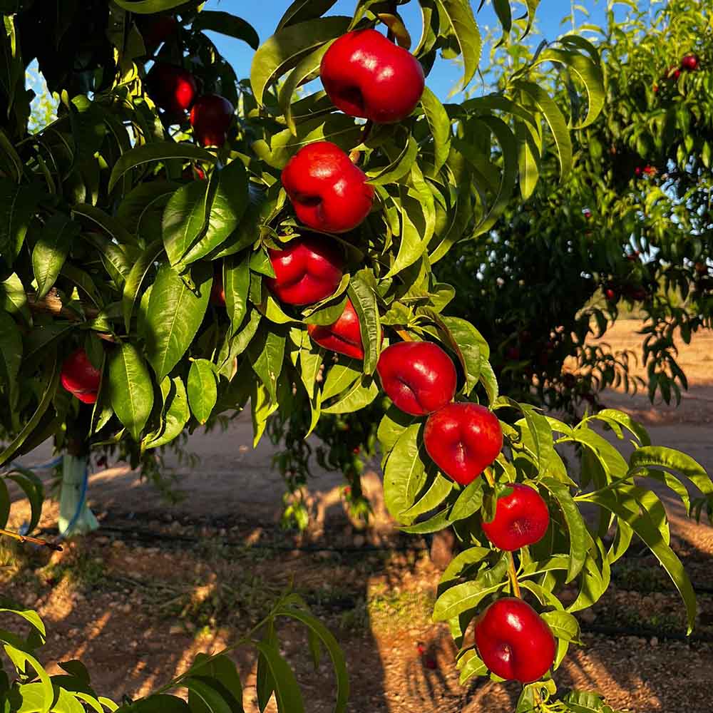 nectarina-plana-blanca-luisella-01