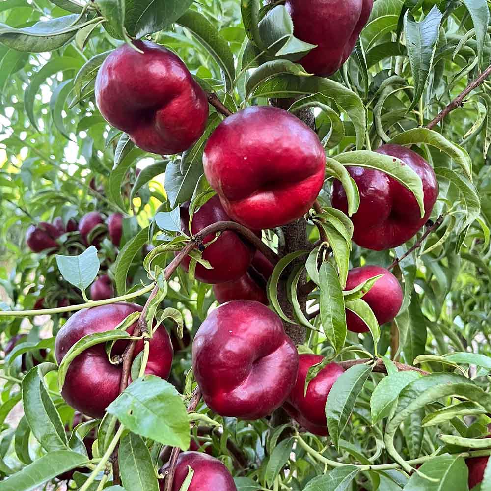 nectarina-plana-blanca-solstys-01
