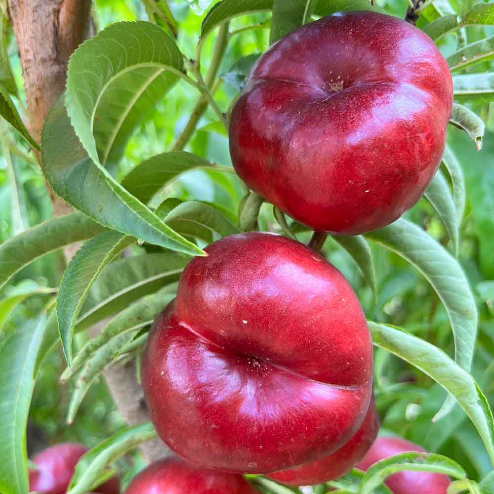 nectarina-plana-blanca-solstys-02