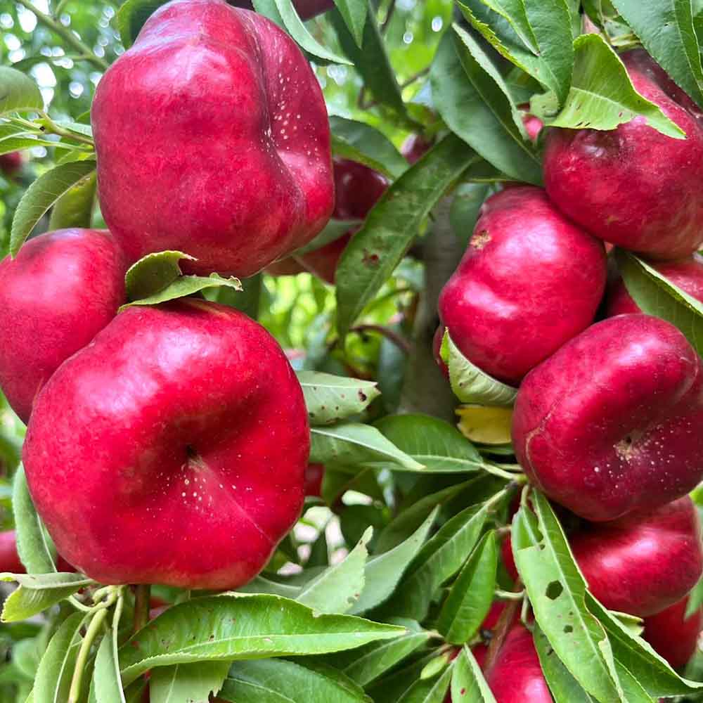 nectarina-plana-blanca-tintosa-01