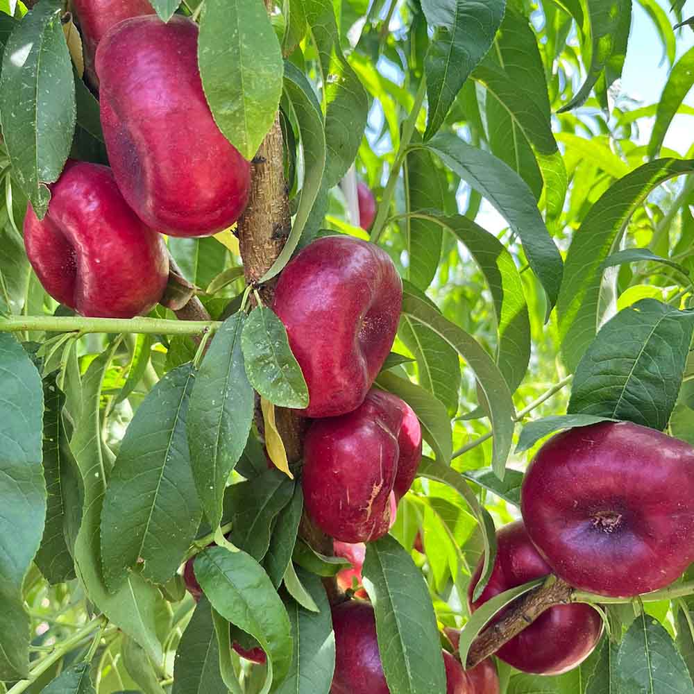nectarina-plana-blanca-ushuaya-01