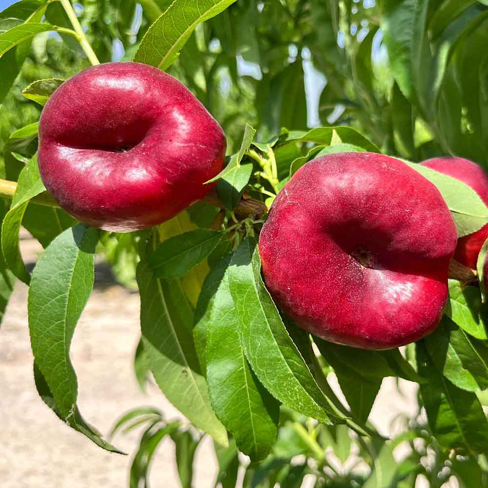nectarina-plana-blanca-ushuaya-02