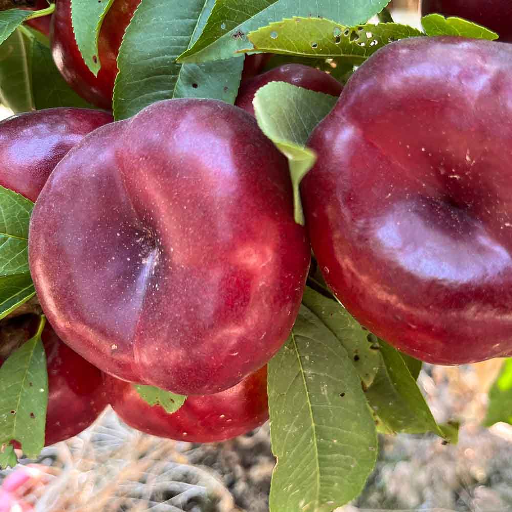 nectarina-plana-blanca-zendaya-01