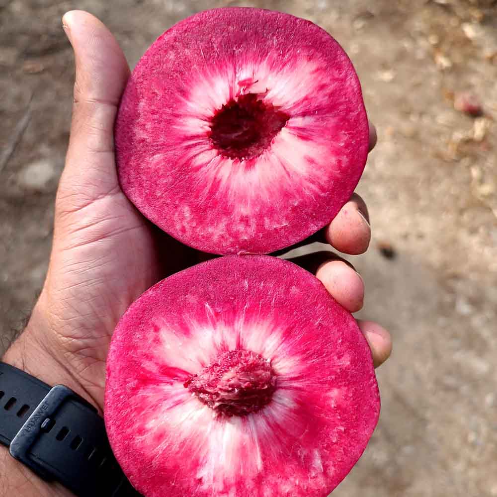 nectarina-sanguina-bn1117-11-02