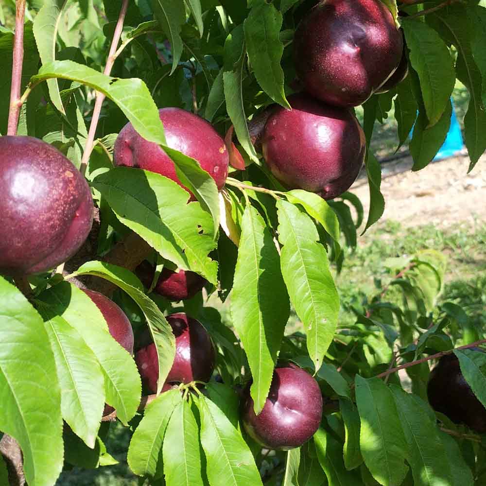 nectarina-sanguina-bn1117-17-01