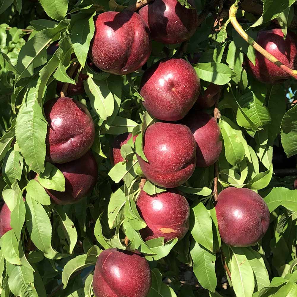 nectarina-sanguina-diablotina-01
