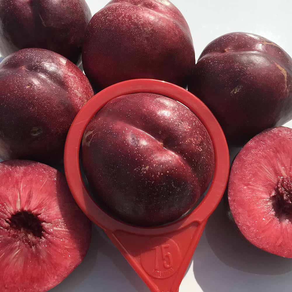 nectarina-sanguina-diablotina-02