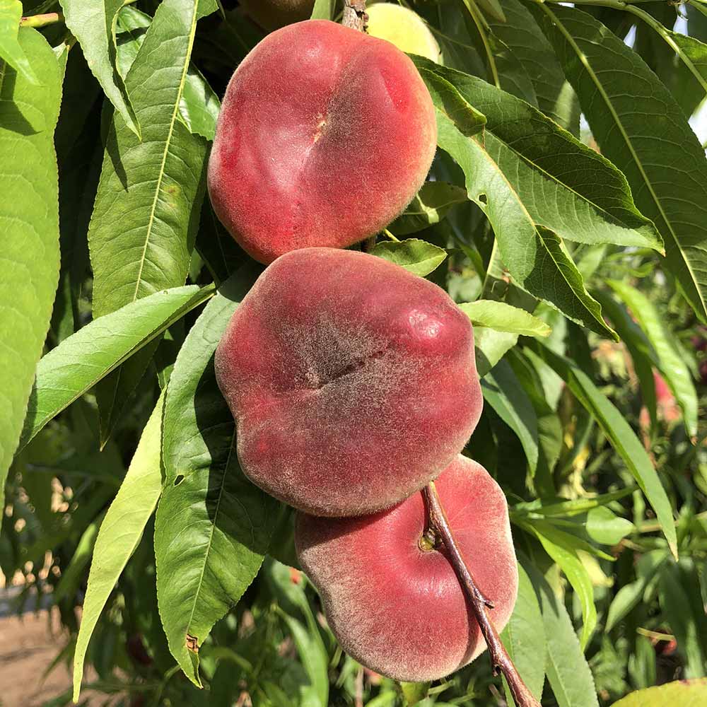 paraguayo-amarillo-divadona-02