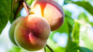 Variedades de fruta de hueso y cambio climático