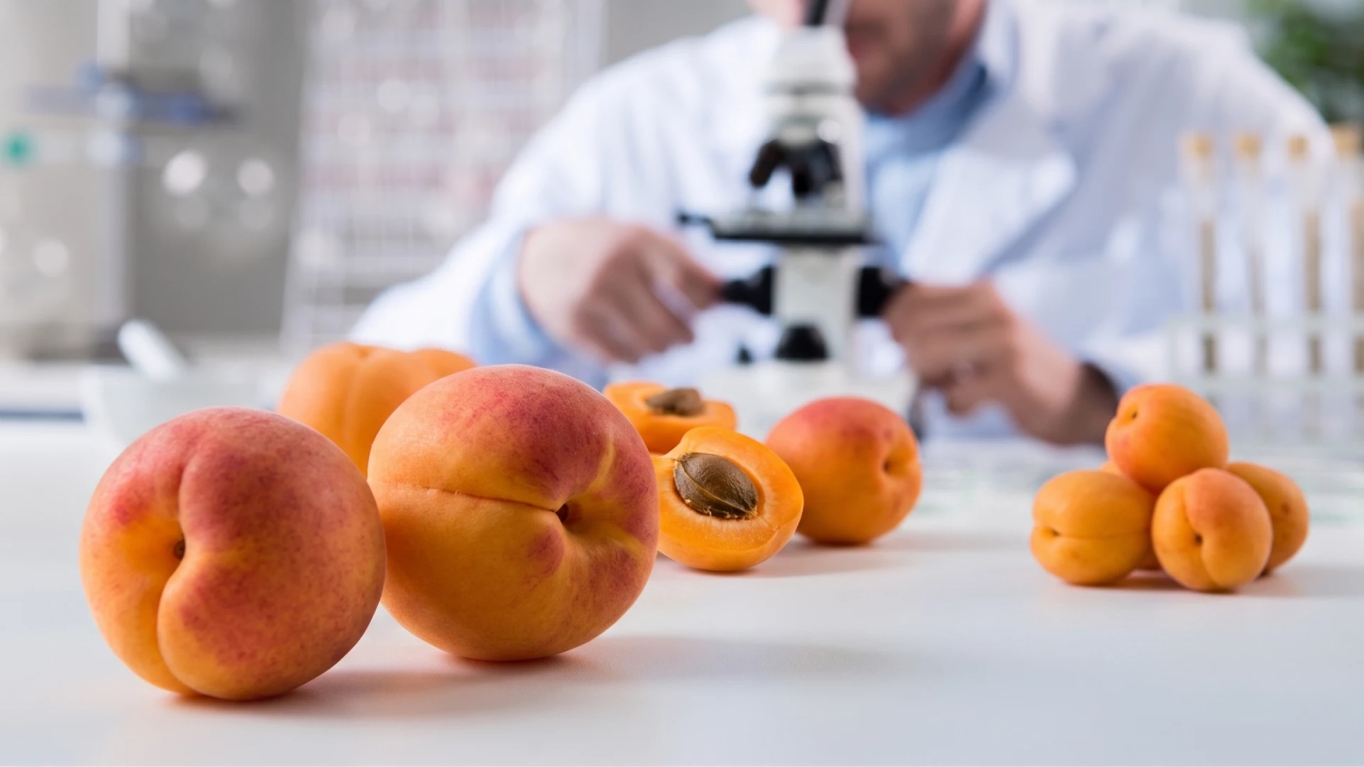 Cómo se desarrolla una nueva variedad de albaricoque
